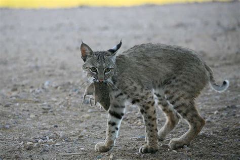 Can Bobcats Climb Trees? - A-Z Animals