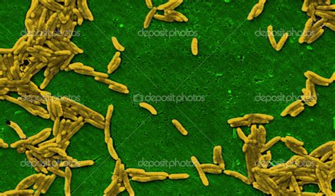 Bacterium under microscope — Stock Photo © imagepointfr #44394471