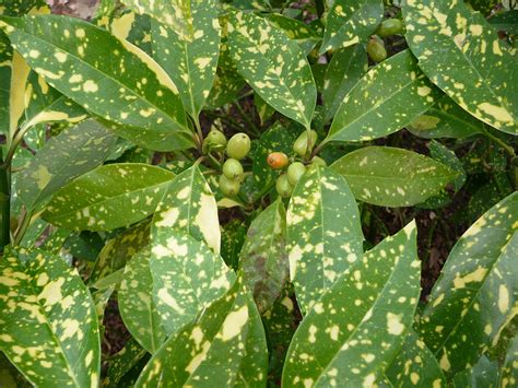 Variegated Aucuba (Aucuba japonica 'Variegata') - Revolutionary Gardens