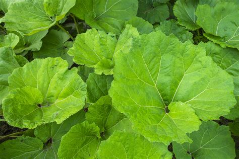 Butterbur (Petasites Hybridus) - Health Benefits and Cautions