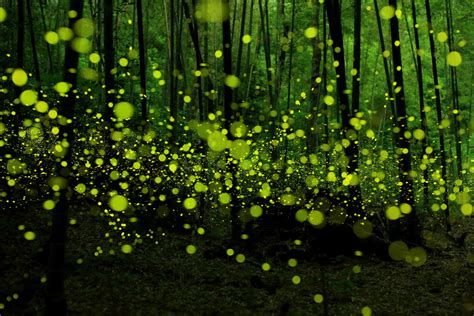 Fireflies in the Forests of Nagoya City, Japan photo on Sunsurfer