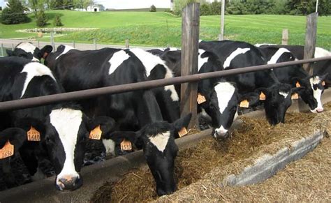 How to Start Dairy Farming From Scratch: A Complete Guide for Beginners ...