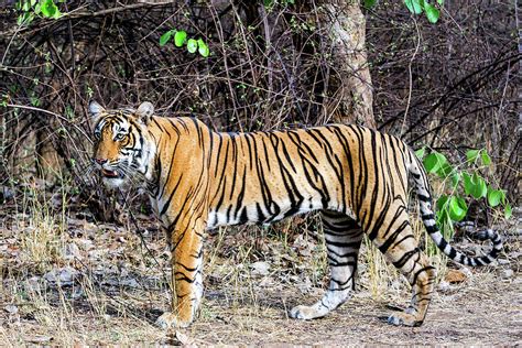 Female Tiger Cub by Copyright@jgovindaraj