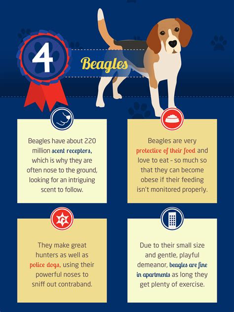 Top 10 dog breeds in the U.S. and why we love them | Beagle dog, Beagle puppy, Beagle