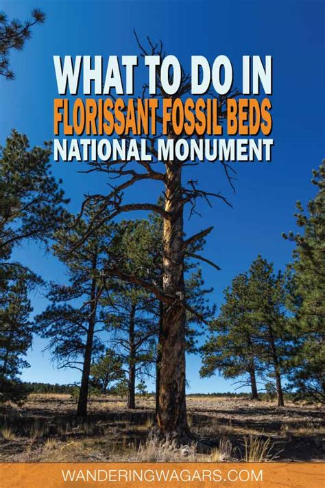 Explore a 34 Million-Year-Old Forest at Florissant Fossil Beds National ...