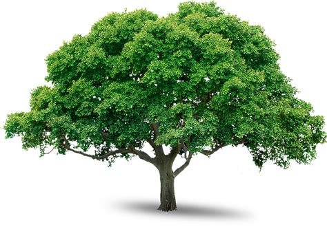 tree png image, free download, picture