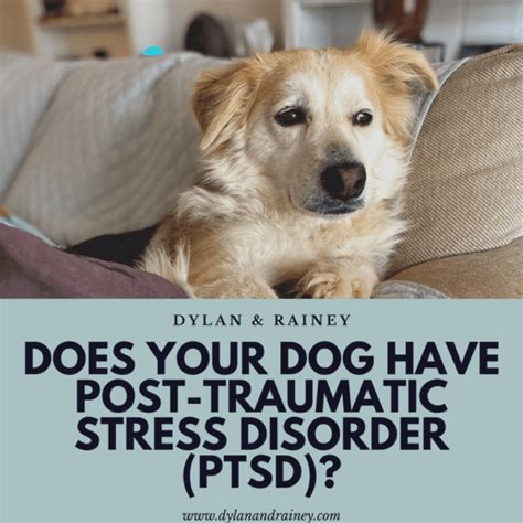 PTSD in Dogs – Does your dog have post-traumatic stress disorder?