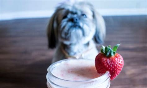 Can Dogs Eat Yogurt? Is Yogurt Bad For Dogs? | Pet Diet Guide