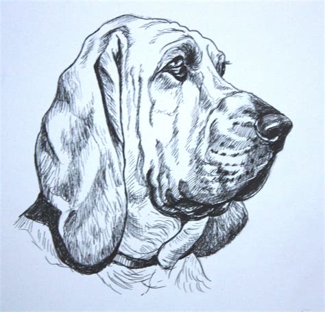 Bloodhound Drawing at GetDrawings | Free download