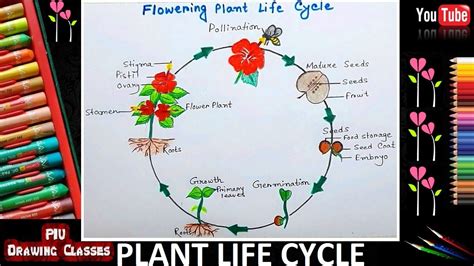 Life Cycle Of A Plant Drawing Easy | Easy.rjuuc.edu.np