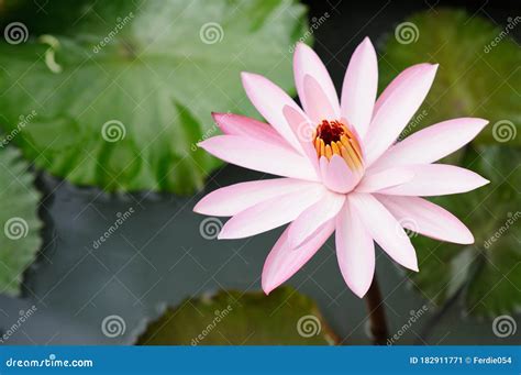 A Pink Water Lily on a Pond Stock Image - Image of serene, tranquil: 182911771