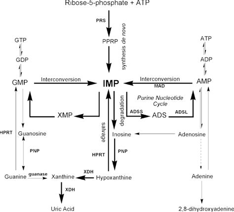 Nucleotide Metabolism Purine Biosynthesis 1 Up To Imp