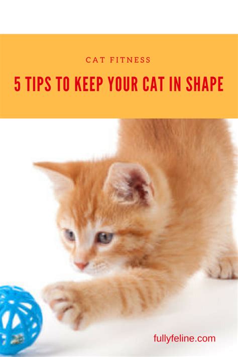 5 Cat Fitness Tips: Don't Break a Sweat Getting Your Cat to Exercise ...