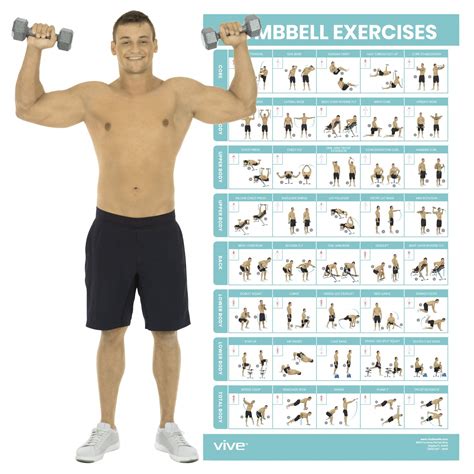 Buy Vive Dumbbell Workout Poster - Home Gym Exercise for Upper, Lower, Full Body - Laminated ...