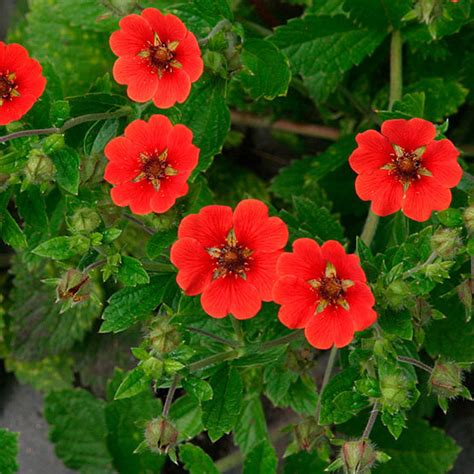 Potentilla - Fine Gardening