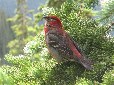 Cannundrums: Pine Grosbeak