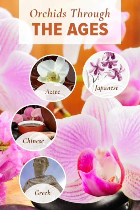 THE EVOLUTION OF ORCHID SYMBOLISM - Gainan's Flowers & Garden Center