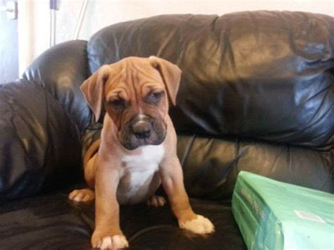 American Bull Mastiff Puppies For Sale | PETSIDI