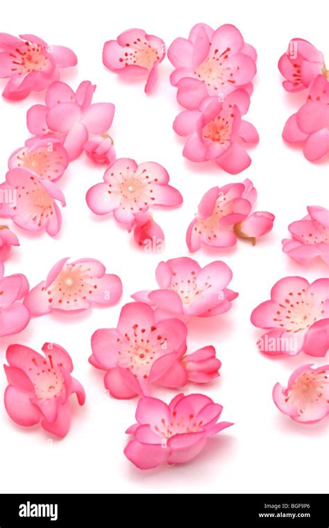 Plum blossoms on white background for Chinese New Year Stock Photo - Alamy