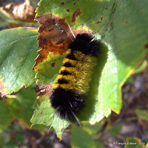 R0014306 - yellow & black fuzzy caterpillar | Flickr - Photo Sharing!