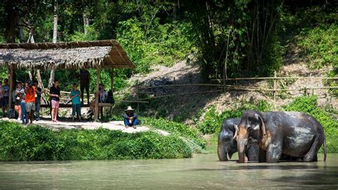 The Last of us | Elephant sanctuary, Elephant nature park, Phuket