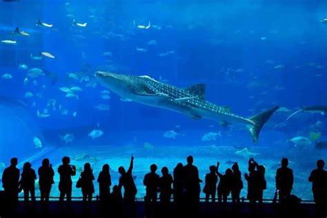 7 Best Aquariums In Japan To Visit – YouGoJapan