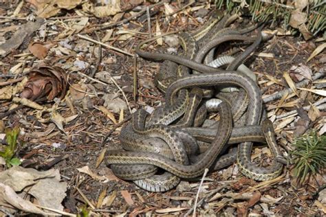 Mating ball of garter snakes caught on campus | Colorado Arts and ...