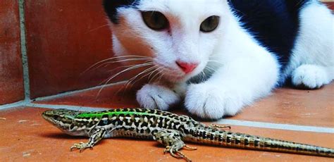 My Cat Ate A Lizard - What Do I Do Now?