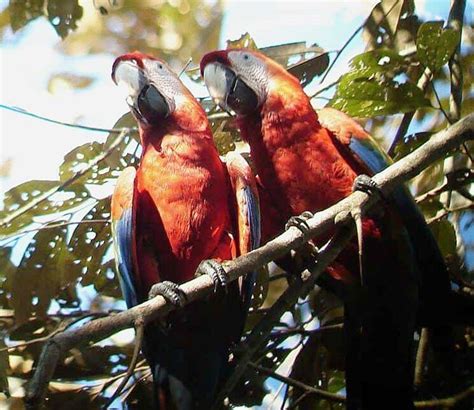 Costa Rica Bird Watching Tours | Costa Rica Focus