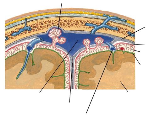 Arachnoid Granulations