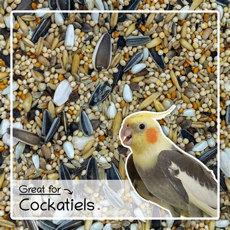 Cockatiel Bird Food 1kg - Seed Feed Mix For Cockatiels | Seedzbox