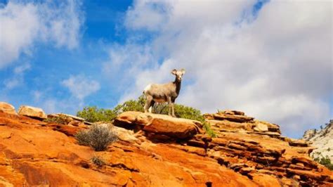 The Traveler's Guide to Zion National Park Wildlife - Mortons on the Move