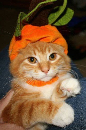 orange tabby cat costume - Carlie Lindstrom