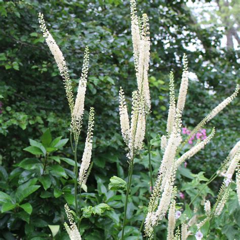 Black bugbane (Actaea racemosa) Seeds – Wild Seed Project