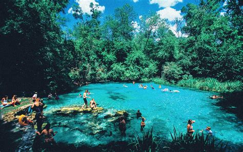 Manatees At Ichetucknee Springs State Park, Florida - Hand Luggage Only - Travel, Food ...