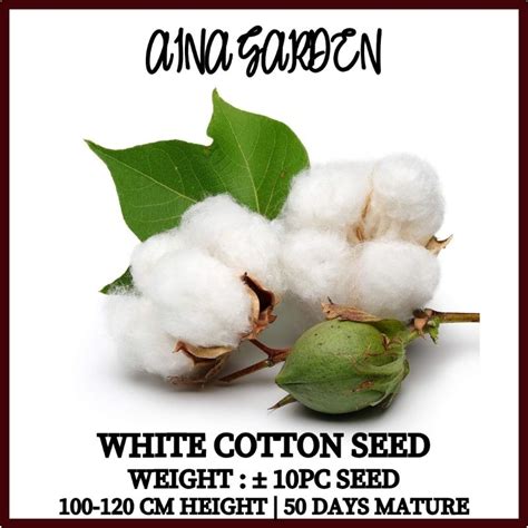 HSK [10pc] WHITE COTTON SEED | BIJI BENIH KAPAS PUTIH | BIJI BENIH ...