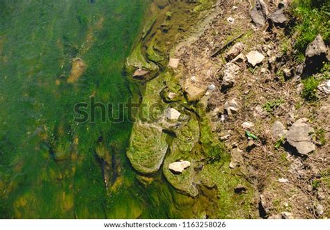 Algae Water Pollution Dirty Pond River Stock Photo 1163258026 ...