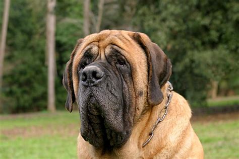 Different Types Of Mastiffs And How To Tell Them Apart, 53% OFF