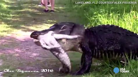Watch: Massive alligator eats another alligator in Florida | abc10.com