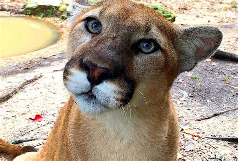 Coffee for Cougars Conservation Event, Montgomery Zoo and Mann Wildlife ...