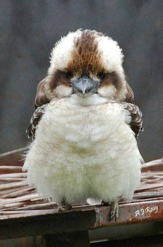 Baby Kookaburra | Cute baby animals, Pet birds, Baby animals