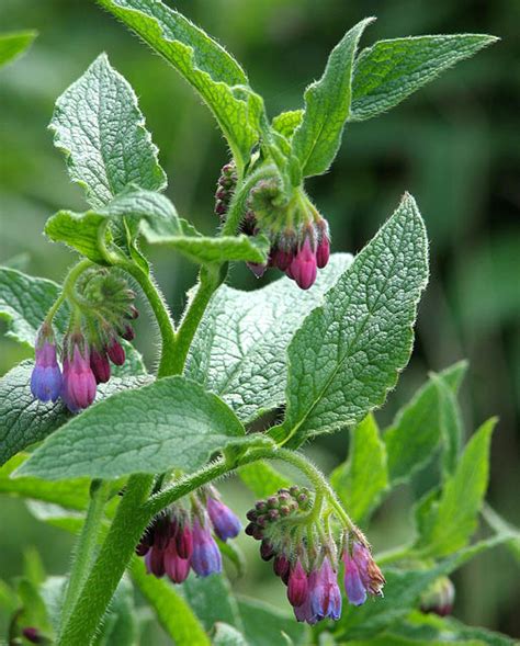 Russian comfrey (Symphytum × uplandicum) | Feedipedia