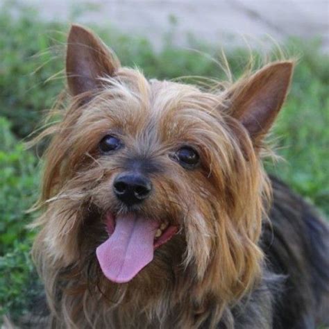 Yorkshire Terrier Dog for Adoption in Auburn, Nebraska - Penny in Auburn, Nebraska | Yorkshire ...