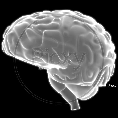 Image of Human Internal Organ Brain with Nervous System Anatomy X-ray 3D rendering-RM345882-Picxy