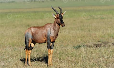 Topi Antelope 717892 Stock Photo at Vecteezy