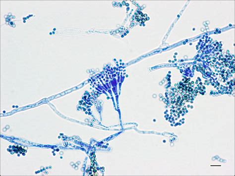 Microbiología, Hongos, Ciencia