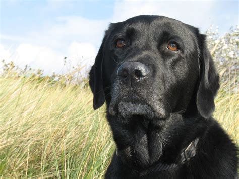 Black Lab Puppy Wallpaper - WallpaperSafari