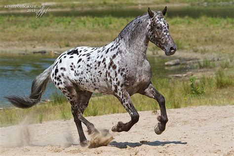 Portfolio “Horses” | Reneefotografie | Appaloosa horses, Horses, Pretty ...