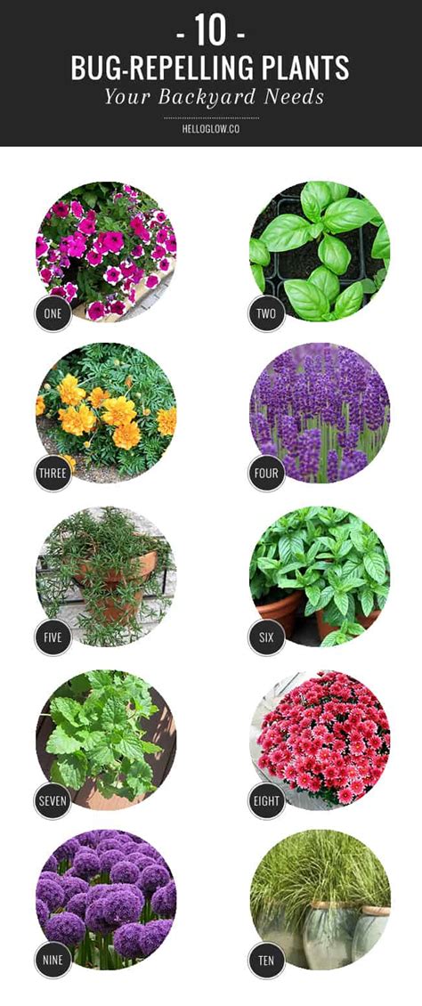 10 Bug Repelling Plants Your Backyard Needs | HelloGlow.co