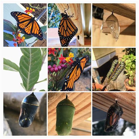 The Monarch Butterfly life cycle - Homeschool Fridays